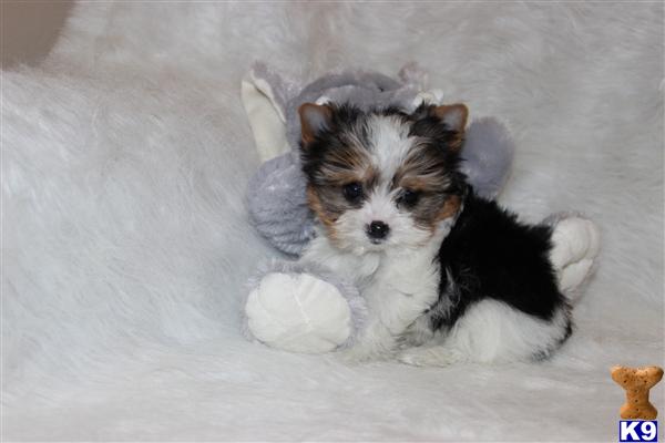 Stud Dogs - Biewer Yorkshire Terriers